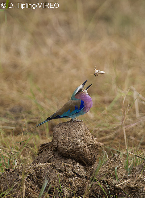 Lilac-breasted Roller t08-15-130.jpg